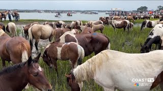 Stirrup excitement Chincoteague annual Pony Swim event [upl. by Kcirdet]