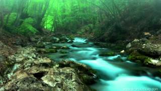 FOREST CREEK Nature Sounds  11 Hours For stress relief relaxation amp sleeping [upl. by Elitnahc]