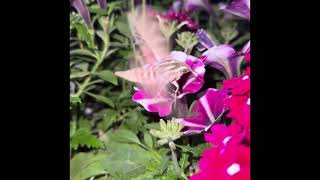 Hummingbird Moth [upl. by Adnahsam524]