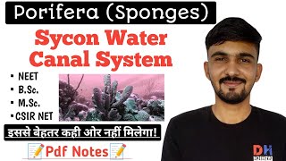 Water Canal System Of SpongesPorifera  Sycon Canal System  By Dadhich Sir [upl. by Adnuhsed]