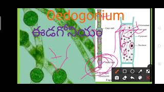 Oedogonium thallus TM [upl. by Amery]