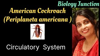 Cockroach  Periplaneta americana  Circulatory system  NEET  Boards [upl. by Doll253]