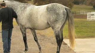 Beautifull Grey Thoroughbred Stallion by Unbridleds Song [upl. by Jemy]