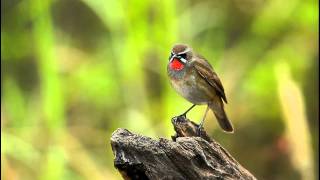 領域性強的 野鴝 Siberian Rubythroat [upl. by Oys]