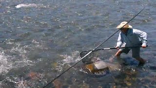 BTS Netting a 2foot Montana Brown Trout wRooster [upl. by Lezirg100]