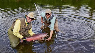 Fly Fishing Alaskan King Salmon on Tributaries of the Yentna River [upl. by Yelhsa990]