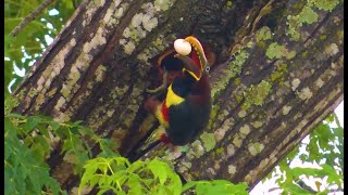 ARAÇARICASTANHO saqueando ninho do Picapau PTEROGLOSSUS CASTANOTIS CHESTNUTEARED ARACARI [upl. by Sinai338]