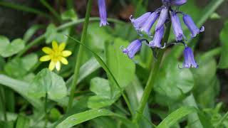 A walk amid the Morpeth bluebells [upl. by Aeynod752]