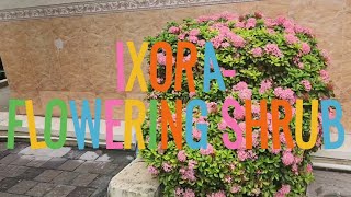 Ixora plant  flowering shrub how to grow and care ixoraGreenleafytales [upl. by Saylor905]