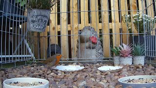 The robins visiting the small bird sanctuary Erithacus Rubecula [upl. by Santa]