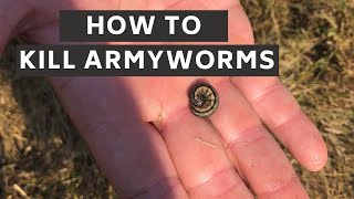 How to Identify and Kill Armyworms [upl. by Enilrae]