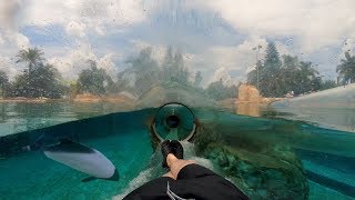 Dolphin Plunge 4K OnRide Aquatica Orlando [upl. by Alur144]