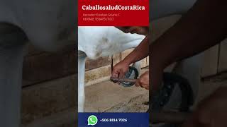 📌 HERRADOR de CABALLOS amp HERRADURA de HUEVO y SOPORTE de RANILLA 📌 [upl. by Ponton]