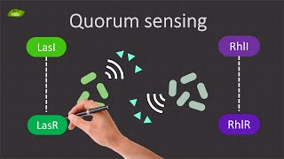 Decoding Quorum Sensing in Pseudomonas aeruginosa  Basic Science Series [upl. by Nnawtna]