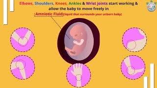 How Your Baby Grows at 9th Week of Pregnancy – Part 3 [upl. by Annnora825]