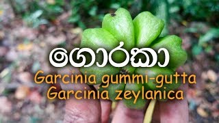 Goraka  Garcinia gummigutta  Garcinia zeylanica  Garcinia cambogia [upl. by Geordie]