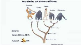 CARTA The Genetics of Humanness Alysson Muotri  Comparisons of Human and Ape Stem Cells [upl. by Abbotsen658]