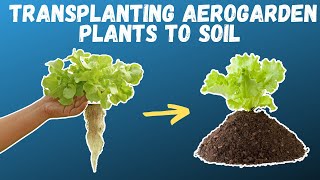 How to TRANSPLANT Aerogarden Herbs and Vegetables  Growing food in small spaces [upl. by Jamil730]