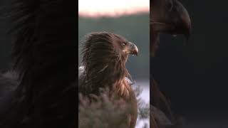 Whitetailed eagle [upl. by Sanfourd]