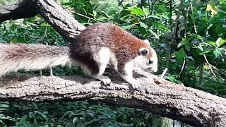 Finlaysons Squirrel  Singapore Zoo [upl. by Llywellyn]