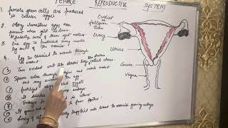 Female reproductive system  how do organisms reproduce class 10 th science ncert [upl. by Ydnal]