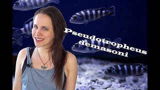 Pseudotropheus demasoni Aquarium  Breeding Colony amp Care Information [upl. by Suzy941]