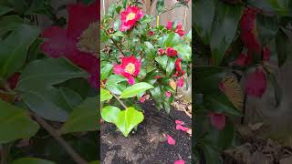 Camellia sasanqua October Magic Crimson N Clover [upl. by Lairbag619]