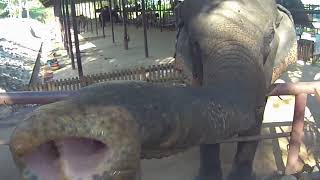 FEEDING AN ELEPHANT at Thai Elephant Conservation Center LAMPANGTHAILAND [upl. by Innavoj640]