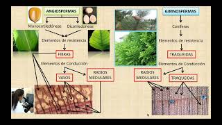 DIFERENCIAS ENTRE ANGIO Y GIMNOSPERMAS [upl. by Maillij]