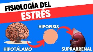 Fisiología del eje HipotálamoHipófisisSuprarrenal [upl. by Ailero]