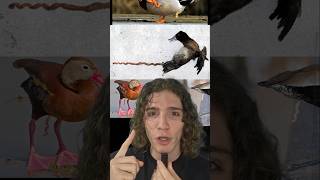 🍆Que los patos tienen¿¡QUÉ🦆 curiosidades pato greenscreen humor [upl. by Breanne]