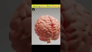 Brain SECRETS You Wont Believe Are True shorts facts shortsfeed amazingfacts facteducation [upl. by Akinwahs]