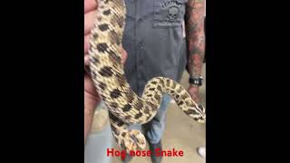 Hog nose snake in San Antonio [upl. by Cthrine73]