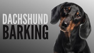 Dachshund Talking And Barking  Funny Dachshund Bark [upl. by Audres]