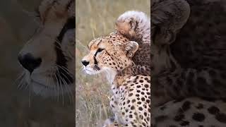 Cheetah and her Cute Baby Cub 🐆LauraIrenyIG [upl. by Dena]