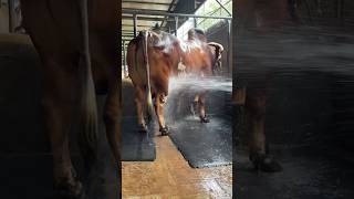 Hefty Printed Bull Getting Showered  Sadeeq Agro New 2024 [upl. by Godbeare888]