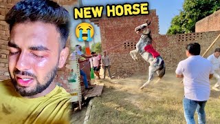 Itna Rona 😭 Pda New HORSE Laane Ke Liye 😢 [upl. by Lahsiv]