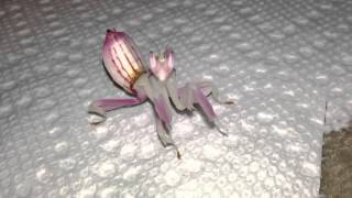 Orchid Mantis doesnt want to be filmed [upl. by Aleira]