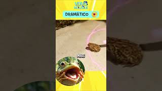 Meme do Sapo Dramático 🤣 Shorts dublavovo memes [upl. by Roxy368]