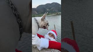 Santa Claus Falls into the Lake and is Rescued by a Dog pet dog lovedog [upl. by Martainn22]