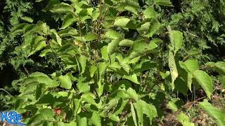 Tree identification needed  Paw Paw Hazelnut tree quince tree butternut tree you tell me [upl. by Benji]