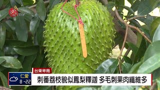 農改場引進刺番荔枝比釋迦大 百位農民取經 20181206 IPCFTITV 原文會 原視新聞 [upl. by Droffig347]