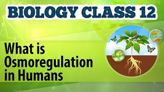 What Is Osmoregulation in Humans  Excretion and Osmoregulation  Biology Class 12 [upl. by Malda]