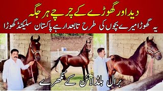 Dedawar The Most Beautiful Desi Horse Of Pakistan  Famous Stallion [upl. by Eiclek175]