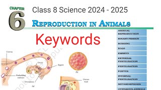 class 8 science chapter 6 keywordsreproduction in animals class 8 science ncertncert [upl. by Ilohcin606]