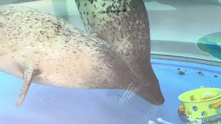 Big seals play together aquarium animal video [upl. by Adnerak925]