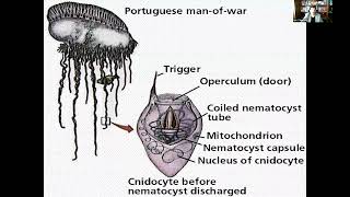 Lecture 11 An Introduction to Animal Diversity Acoelomates and Protostomes Part 2 [upl. by Weissberg]