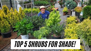 Top 5 Shrubs for Shade SampK Greenhouse [upl. by Pathe]