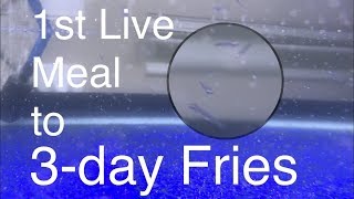 First Feeding Blue Egg Phoenix Goldfish Fry 3 days after Hatch 👉 [upl. by Brear]