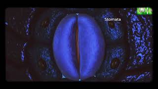 Stomata Opening amp Closening K Malate Concentration Theory [upl. by Novehc]